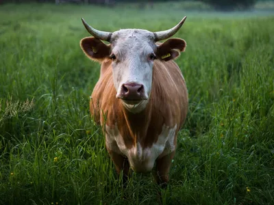 Мирно пасущихся коров заметили на территории элитного отеля в Актау - видео  - 05.10.2021, Sputnik Казахстан