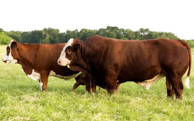 Картинка Бык и корова » Коровы » Животные » Картинки 24 - скачать картинки  бесплатно