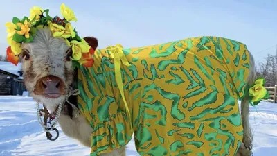 В Якутии прошел конкурс красоты среди коров - РИА Новости, 29.11.2022
