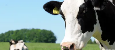 Немецкие ученые выводят безрогих коров – DW – 02.06.2016