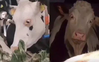 Накрыло: на видео попала корова, которая съела подозрительную траву