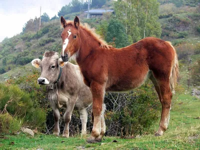 Корова и лошадь - 30 фото