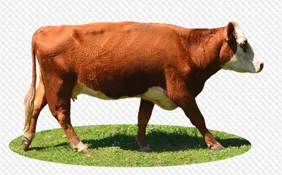 Коровы  без регистрации фото
