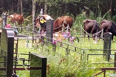 В Ярославской области коров отвели пастись на кладбище | Коровы пасутся на  кладбище | Можно ли коровам пастись на кладбище - 3 августа 2021 - 76.ru