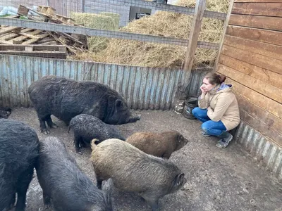 В Кукморском районе крупный рогатый скот проверили на бруцеллез -  Татарстан-24