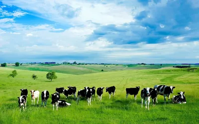 Коровы на лугу фото