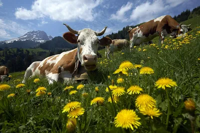 коров на лугу в сельской местности Стоковое Изображение - изображение  насчитывающей трава, волосато: 229315653