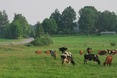 коровы на австрийском лугу - ePuzzle фотоголоволомка