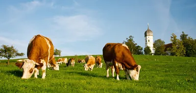 Коровы пасутся на лугу. Сельское хозяйство Stock Photo | Adobe Stock
