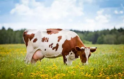 Бесплатные Коровы на лугу стоковые фотографии | FreeImages