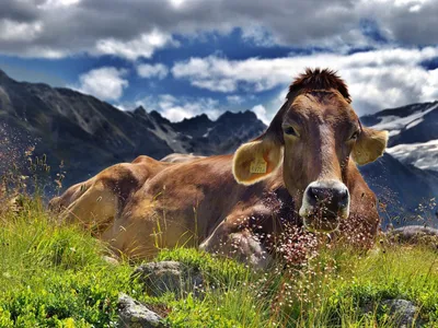 Коровы пасутся на травянистом лугу при дневном свете · Бесплатные стоковые  фото