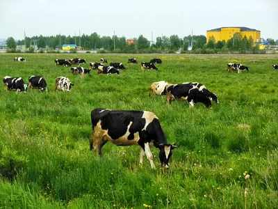 Черно-белые коровы на солнечном голландском зеленом лугу под голубым небом  стоковое фото ©ahavelaar 109236570