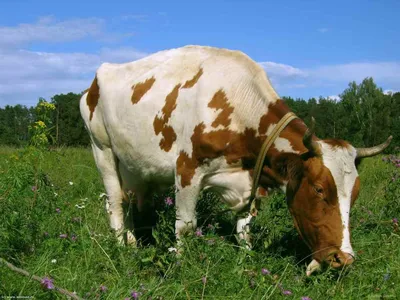 Коровы на лугу фотографии