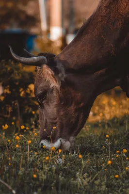 коровы на лугу :: Светлана – Социальная сеть ФотоКто