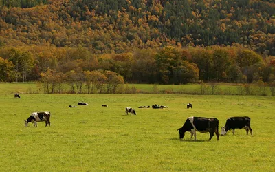 Корова на зеленом лугу в сельской местности. Пастбища для скота. Корова в  селе на свежем воздухе. Белые и черные коровы. Коровы па Стоковое  Изображение - изображение насчитывающей икра, страна: 188987795