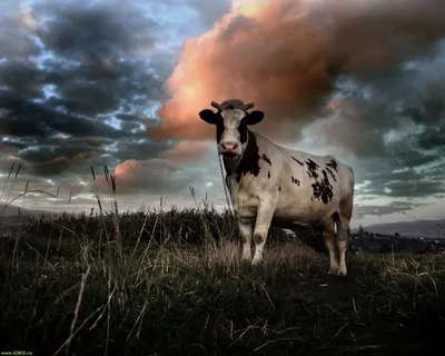 Коровы пасутся на лугу :: Стоковая фотография :: Pixel-Shot Studio