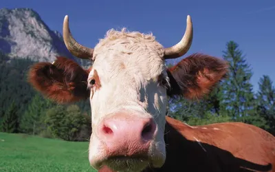 Коровы с рогами фото