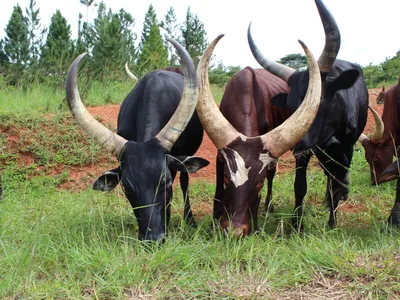 Портрет коричневой коровы с рогами на фоне неба Стоковое Фото - изображение  насчитывающей страна, сторона: 186098296
