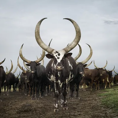 Корова с самыми большими рогами на планете | Уголок Эволюции | Дзен