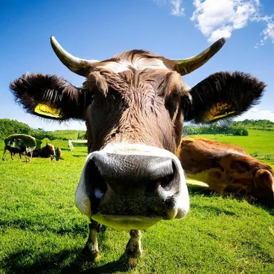 Есть картина с изображением коровы с рогами, стоящей перед стеной с  генеративным ии | Премиум Фото