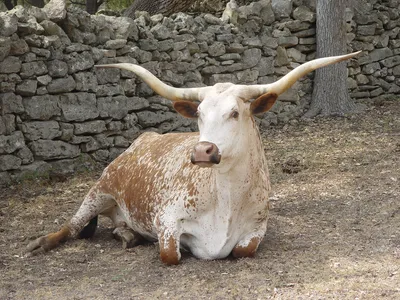 корова в зеленой траве с рогами смотрит в поле, корова и трава, новогодняя  открытка Hd фотография фото, позвоночное животное фон картинки и Фото для  бесплатной загрузки