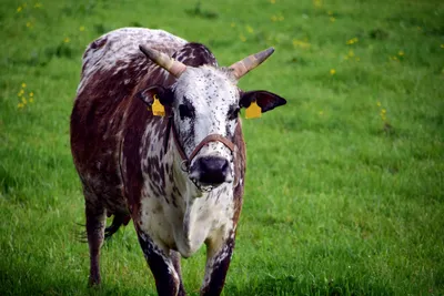 Необычные животные: корова с рогами 2,5 метра живет в Уганде