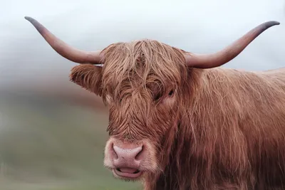 Коричневая корова с рогами ест траву в поле | Премиум Фото