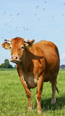 Бесплатное изображение: поле, трава, коровы, крупный рогатый скот, скота,  животных, трава, рога