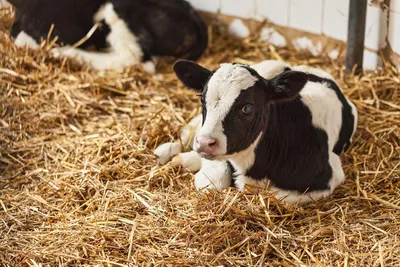 Швейцарские коровы упёрлись рогами в... референдум | Fermer.Blog | Дзен