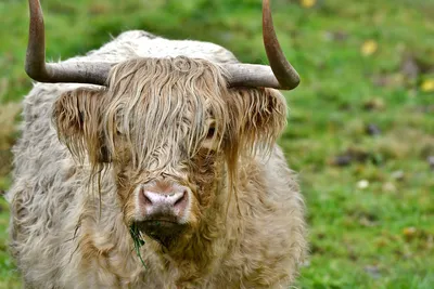 Корова с рогами, на которой написано \"не трогай\". | Премиум Фото