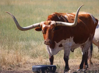 Ватусси: Почему у африканских коров гигантские рога 2,5 метра и весом до 40  кг? | Пикабу