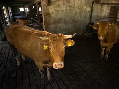 С рогами коровы или без? В Швейцарии пройдёт всенародный референдум