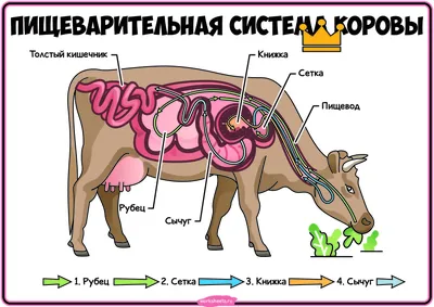 Пищеварительная система коровы. Плакат - Зоология