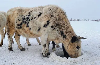 Ген холода: как якутские коровы выживают в -70°C - «Экология России»