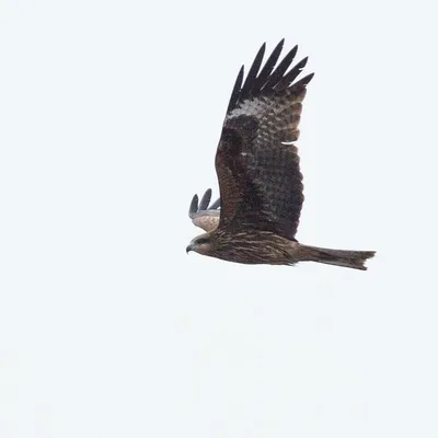 Вот это размах крыльев: черноухий коршун попал в объектив  фотографа-натуралиста из ЕАО - EAOMedia