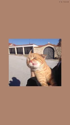 ОБОИ НА ТЕЛЕФОН КОТ CAT | Cute cat wallpaper, Animal wallpaper, Cat  wallpaper