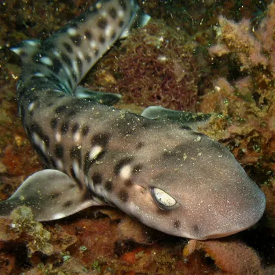 Акулы поселились в морских губках для самозащиты