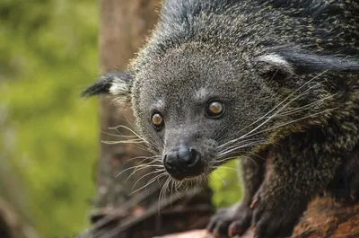 BINTURONG: The Good Cat Bear | Interesting facts about binturong and  animals of Southeast Asia - YouTube