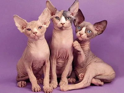 Фотогалерея \"Три котенка\" - \"Ушастые, лысые... одним словом - сфинксы!\" -  Фото котят