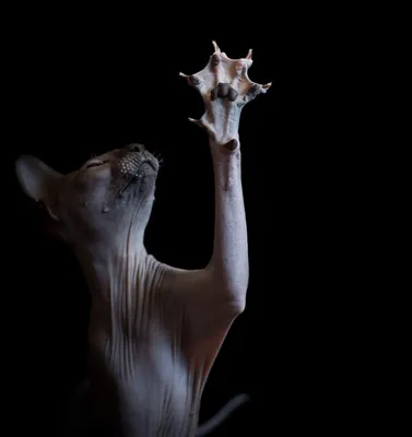 Фото Инопланетная красота кошек породы сфинкс