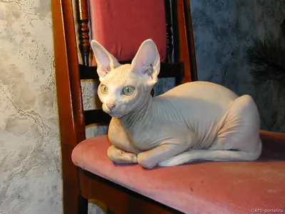 Сфинксы - - Фото породистых и беспородных кошек и котов.