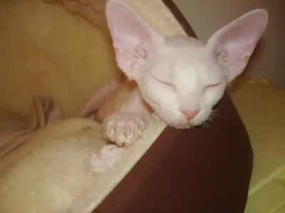 Фото и обои спящих котов, кошек и котят - wallpapers with asleep cats.