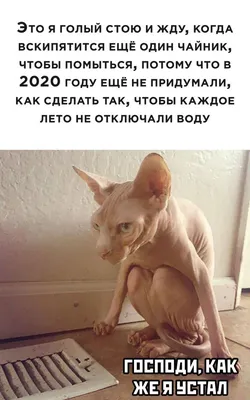Мемы про лысого кота (48 фото) » Юмор, позитив и много смешных картинок