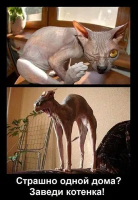 Смешные фото с котами » KorZiK.NeT - Русский развлекательный портал