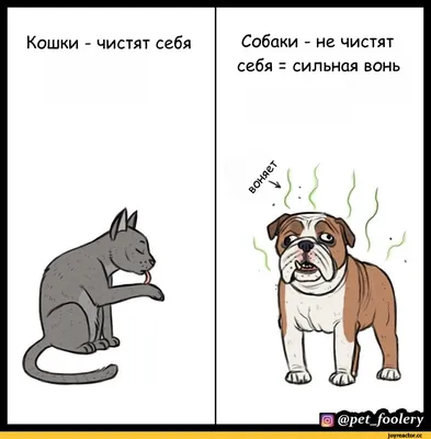 pet_foolery :: лучшие комиксы и переводы комиксов на русский / смешные  картинки и другие приколы: комиксы, гиф анимация, видео, лучший  интеллектуальный юмор.