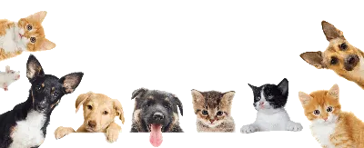 Картинки домашних животных собак кошек - 62 фото