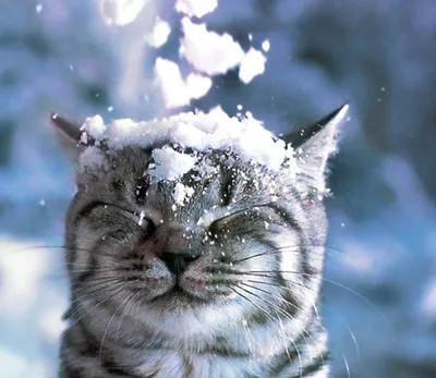 Кошки зимой - 44 фото