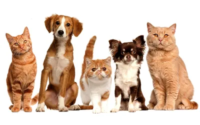 Картинка Кошки и собаки » Кошки » Животные » Картинки 24 - скачать картинки  бесплатно