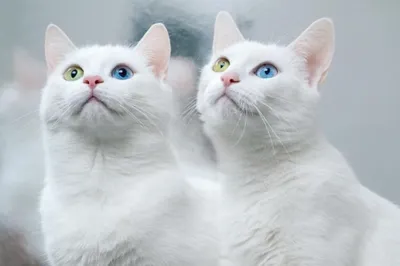 Самые красивые в мире кошки-близнецы | Фото | Общество | Аргументы и Факты