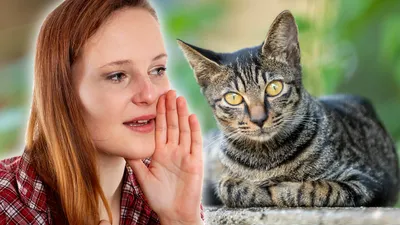 Почему кошки понимают человеческую речь